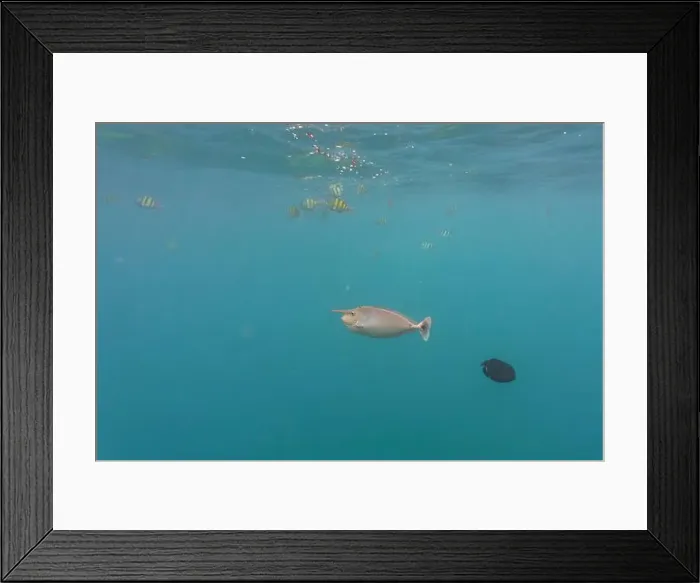 Framed Print : Unicorn Surgeonfish. Tropical and coral sea fish. Beautiful underwater world. Underwater photography Framed Print : Unicorn Surgeonfish. Tropical and coral sea fish. Beautiful underwater world. Underwater photography