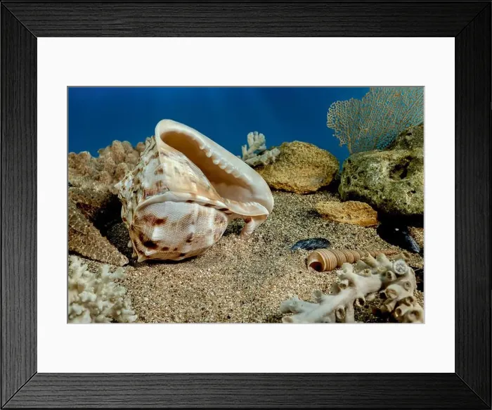 Framed Print : Cassis Cornuta sea shell or horned helmet underwater. Shell on the seabed Framed Print : Cassis Cornuta sea shell or horned helmet underwater. Shell on the seabed