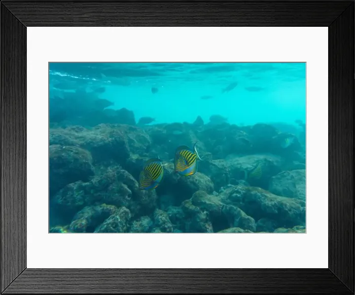Framed Print : Blue banded surgeonfish (Acanthurus lineatus) Framed Print : Blue banded surgeonfish (Acanthurus lineatus)