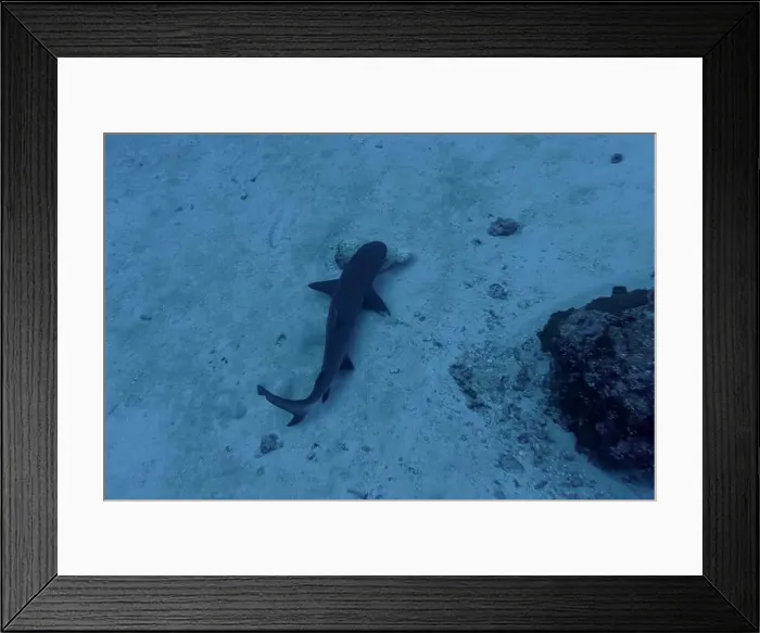Framed Print : Whitetip reef shark (Triaenodon obesus) in the coral reef of Maldives island