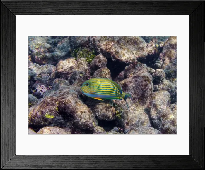Framed Print : Blue banded surgeonfish (Acanthurus lineatus)