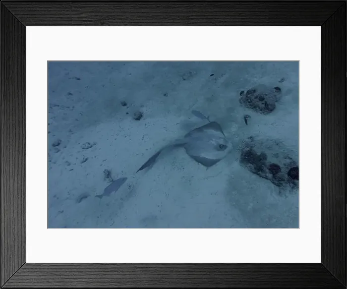 Framed Print : Sting ray in the coral reef of Maldives island Framed Print : Sting ray in the coral reef of Maldives island