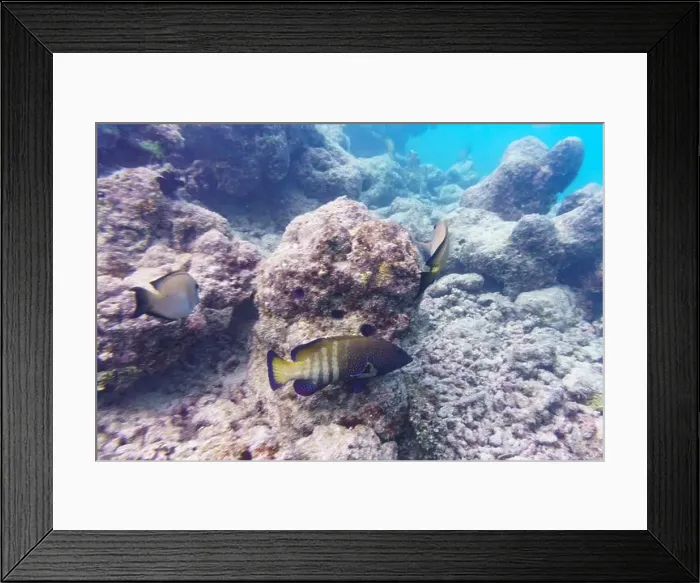 Framed Print : Peacock hind, Cephalopholis argus. Tropical and coral sea fish. Beautiful underwater world. Underwater photography Framed Print : Peacock hind, Cephalopholis argus. Tropical and coral sea fish. Beautiful underwater world. Underwater photography