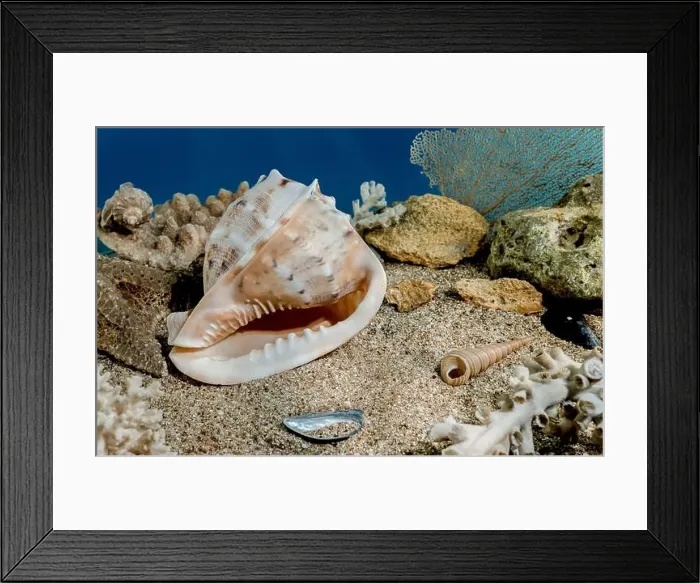 Framed Print : Cassis Cornuta sea shell or horned helmet underwater. Shell on the seabed Framed Print : Cassis Cornuta sea shell or horned helmet underwater. Shell on the seabed
