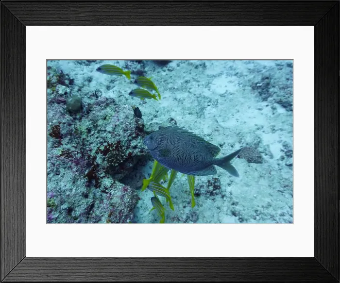Framed Print : Brown-spotted spinefoot rabbitfish (Siganus stellatus) in the coral reef of Maldives island