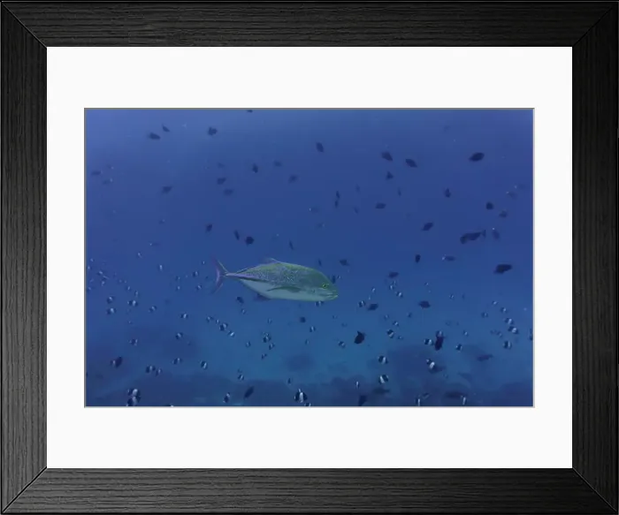 Framed Print : Bluefin Trevally (Caranx melampygus) in the coral reef of Maldives island Framed Print : Bluefin Trevally (Caranx melampygus) in the coral reef of Maldives island