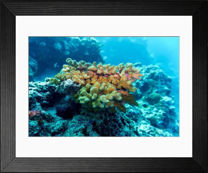 Framed Print : Coral Reef and Tropical Fish on Maldives island Framed Print : Coral Reef and Tropical Fish on Maldives island