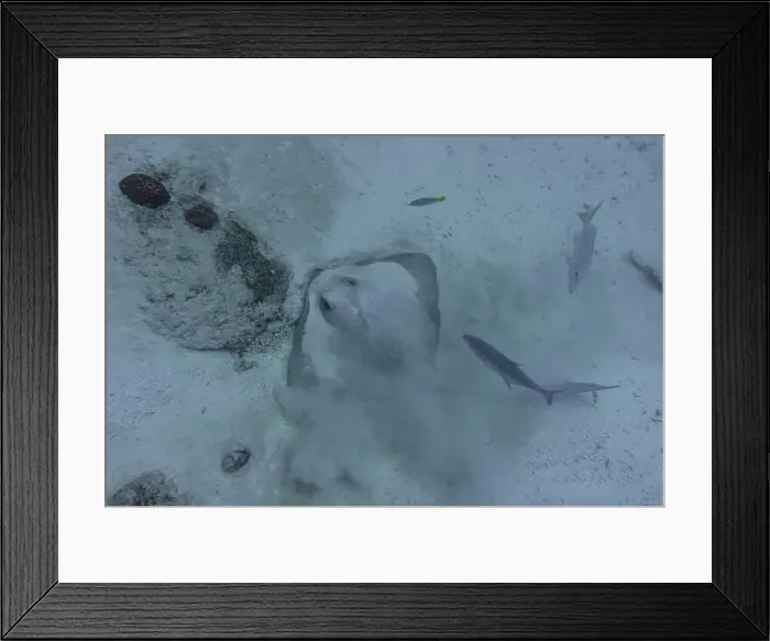 Framed Print : Sting ray in the coral reef of Maldives island Framed Print : Sting ray in the coral reef of Maldives island