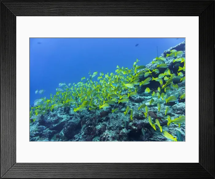 Framed Print : Coral Reef and Tropical Fish on Maldives island Framed Print : Coral Reef and Tropical Fish on Maldives island