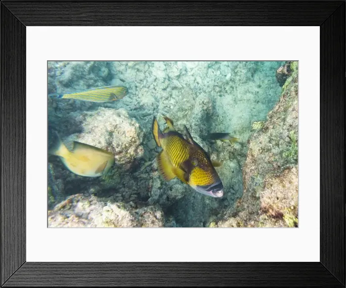 Framed Print : Titan triggerfish, Giant triggerfish Framed Print : Titan triggerfish, Giant triggerfish