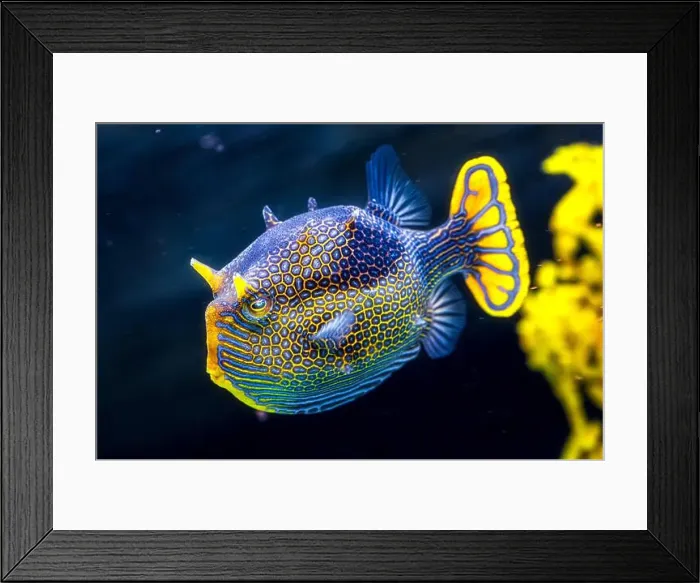 Framed Print : A closeup shot of a male ornate cowfish, Aracana ornata Framed Print : A closeup shot of a male ornate cowfish, Aracana ornata