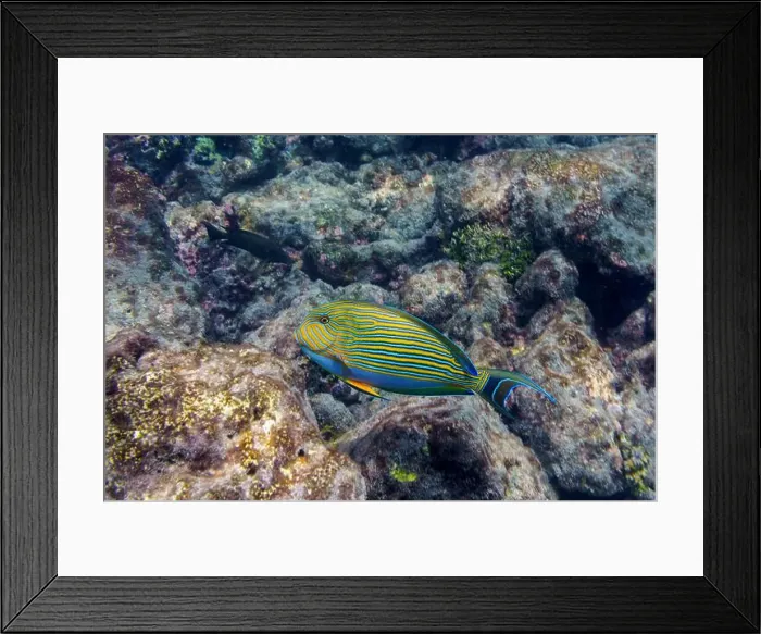 Framed Print : Blue banded surgeonfish (Acanthurus lineatus)