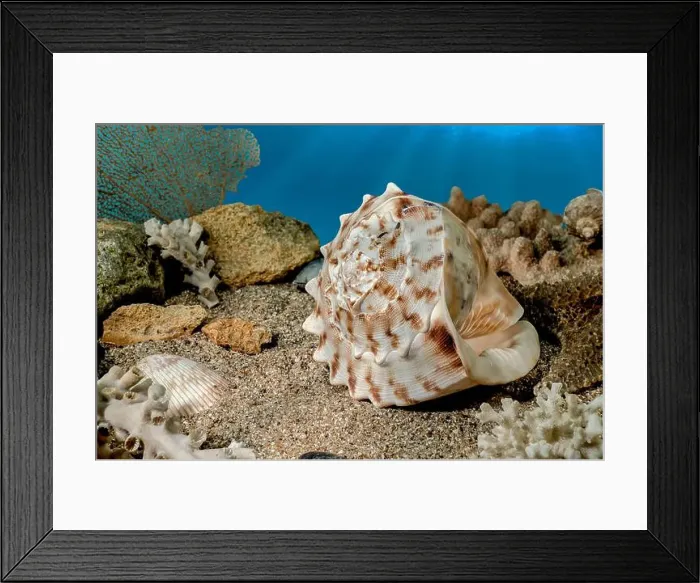 Framed Print : Cassis Cornuta sea shell or horned helmet underwater. Shell on the seabed Framed Print : Cassis Cornuta sea shell or horned helmet underwater. Shell on the seabed