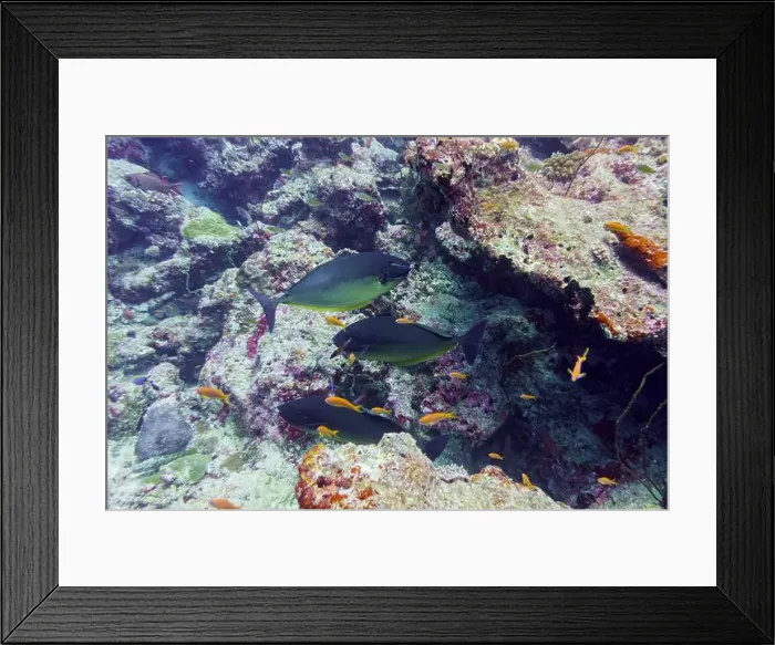 Framed Print : Coral Reef and Tropical Fish on Maldives island Framed Print : Coral Reef and Tropical Fish on Maldives island