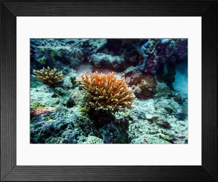 Framed Print : Coral Reef and Tropical Fish on Maldives island Framed Print : Coral Reef and Tropical Fish on Maldives island