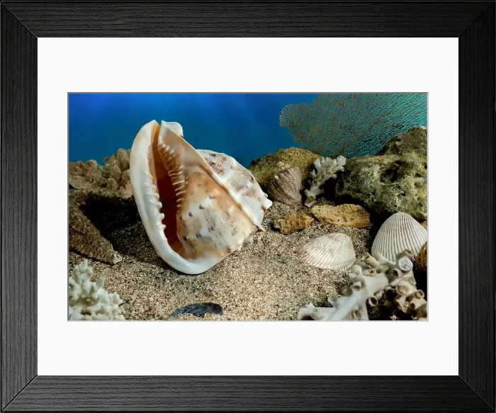 Framed Print : Cassis Cornuta sea shell or horned helmet underwater. Shell on the seabed Framed Print : Cassis Cornuta sea shell or horned helmet underwater. Shell on the seabed