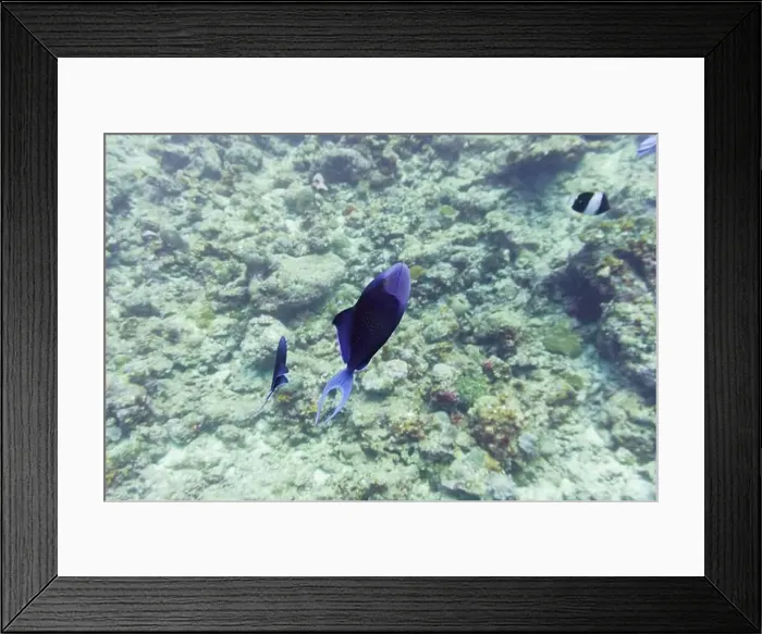 Framed Print : Red-toothed triggerfish (Odonus niger) in the coral reef of Maldives island Framed Print : Red-toothed triggerfish (Odonus niger) in the coral reef of Maldives island