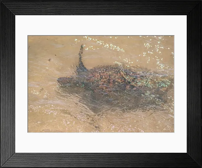 Framed Print : Sea turtle swimming on the edge of a beach in Santa Catarina in Brazil, turtle in the water, Cheloniidae Framed Print : Sea turtle swimming on the edge of a beach in Santa Catarina in Brazil, turtle in the water, Cheloniidae