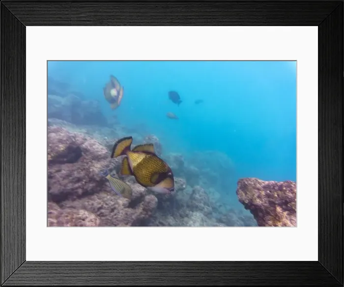 Framed Print : Titan triggerfish, Giant triggerfish Framed Print : Titan triggerfish, Giant triggerfish