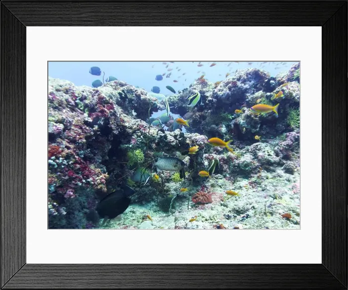 Framed Print : Blacktip soldier fish (Myripristis botche) in the coral reef of Maldives island Framed Print : Blacktip soldier fish (Myripristis botche) in the coral reef of Maldives island