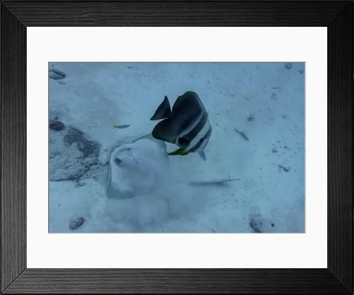 Framed Print : Orbicular batfish (Platax orbicularis) in the coral reef of Maldives island Framed Print : Orbicular batfish (Platax orbicularis) in the coral reef of Maldives island