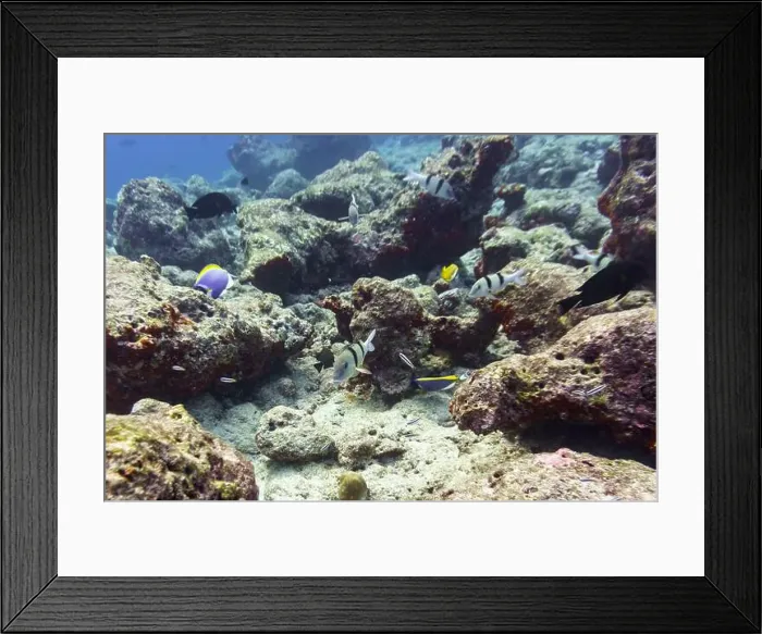 Framed Print : Coral Reef and Tropical Fish on Maldives island Framed Print : Coral Reef and Tropical Fish on Maldives island