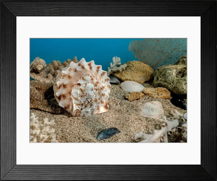 Framed Print : Cassis Cornuta sea shell or horned helmet underwater. Shell on the seabed Framed Print : Cassis Cornuta sea shell or horned helmet underwater. Shell on the seabed