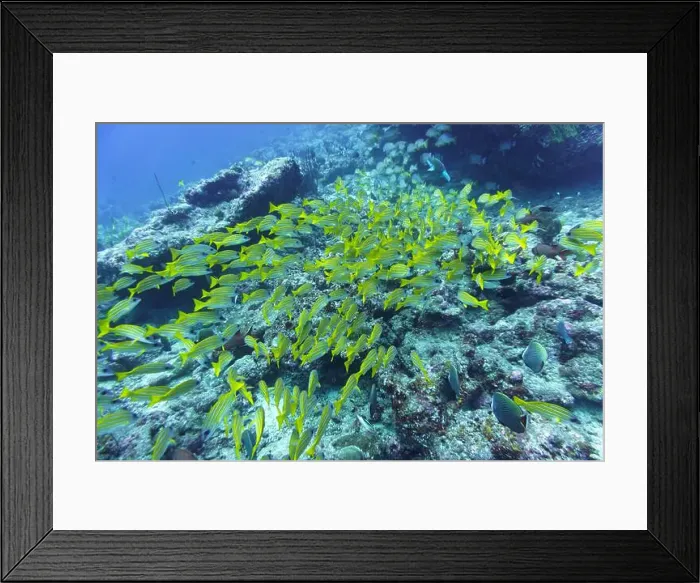 Framed Print : Coral Reef and Tropical Fish on Maldives island Framed Print : Coral Reef and Tropical Fish on Maldives island