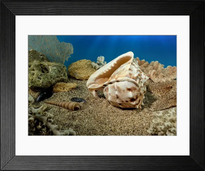 Framed Print : Cassis Cornuta sea shell or horned helmet underwater. Shell on the seabed Framed Print : Cassis Cornuta sea shell or horned helmet underwater. Shell on the seabed