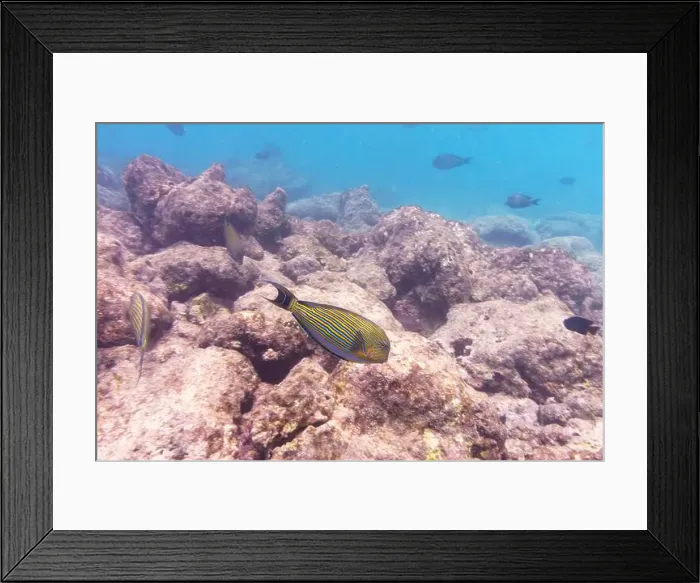 Framed Print : Blue banded surgeonfish (Acanthurus lineatus)
