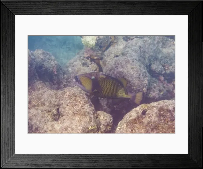 Framed Print : Titan triggerfish, Giant triggerfish Framed Print : Titan triggerfish, Giant triggerfish