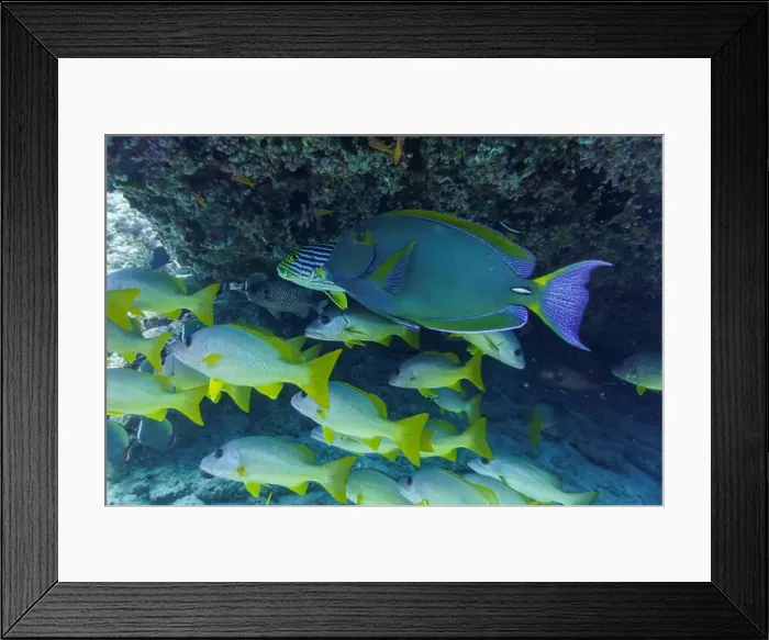 Framed Print : Yellowfin surgeon fish in the coral reef of Maldives island Framed Print : Yellowfin surgeon fish in the coral reef of Maldives island