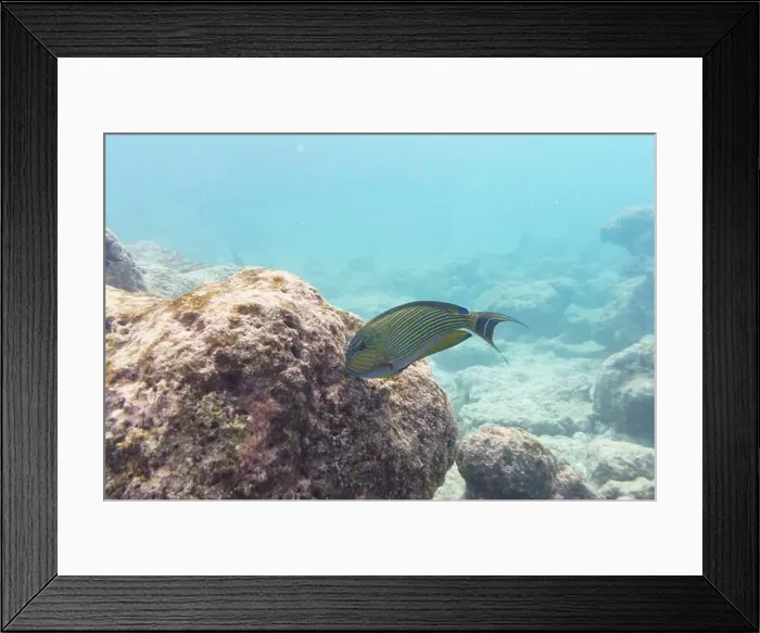 Framed Print : Blue banded surgeonfish (Acanthurus lineatus)