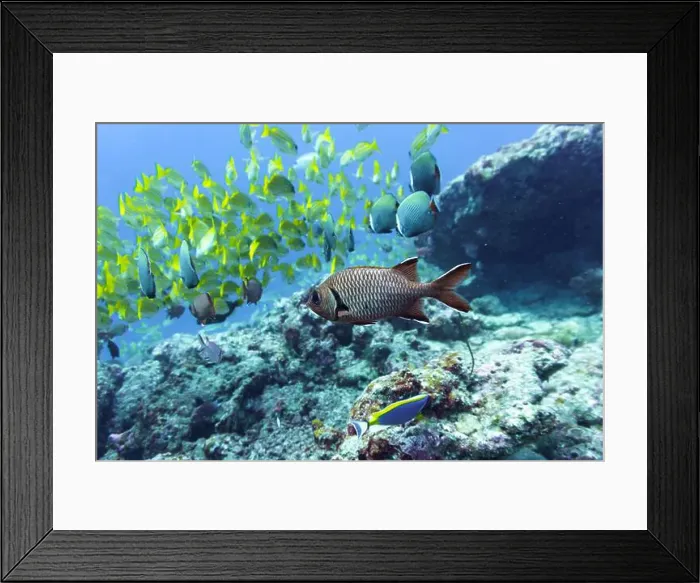 Framed Print : Blacktip soldier fish (Myripristis botche) in the coral reef of Maldives island Framed Print : Blacktip soldier fish (Myripristis botche) in the coral reef of Maldives island