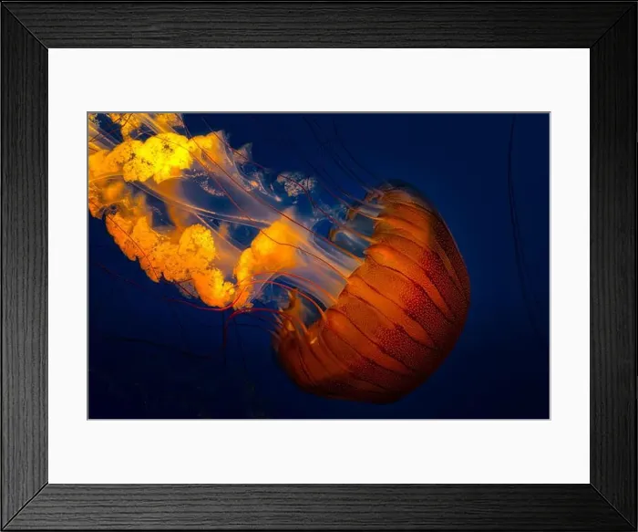 Framed Print : The Pacific sea nettle jellyfish with golden tentacles floating in dark blue waters Framed Print : The Pacific sea nettle jellyfish with golden tentacles floating in dark blue waters
