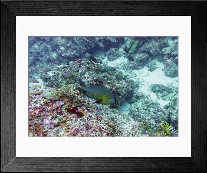 Framed Print : Coral Reef and Tropical Fish on Maldives island Framed Print : Coral Reef and Tropical Fish on Maldives island
