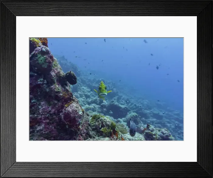 Framed Print : Oriental Sweetlips fish (Plectorhinchus vittatus) in the coral reef of Maldives island Framed Print : Oriental Sweetlips fish (Plectorhinchus vittatus) in the coral reef of Maldives island