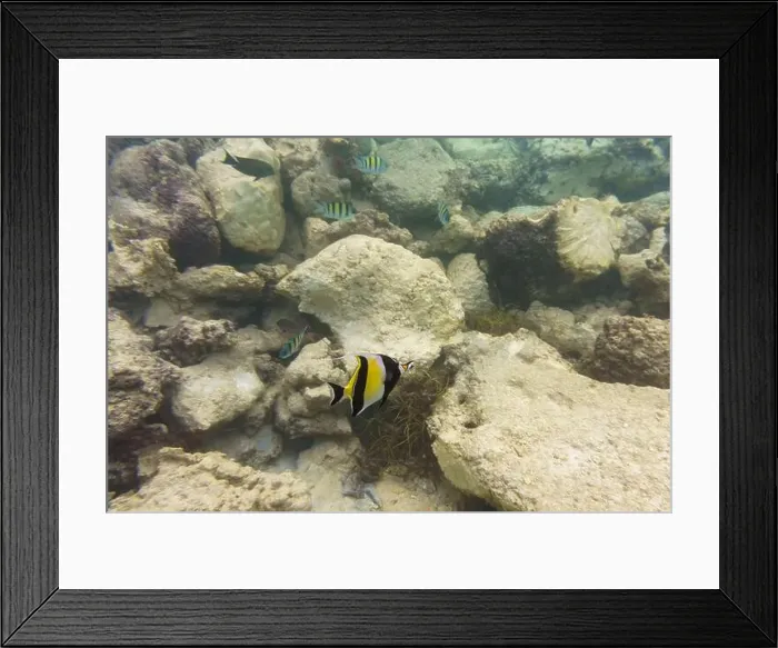Framed Print : Moorish Idol (Zanclus cornutus). Tropical and coral sea wildelife. Beautiful underwater world. Underwater photography Framed Print : Moorish Idol (Zanclus cornutus). Tropical and coral sea wildelife. Beautiful underwater world. Underwater photography