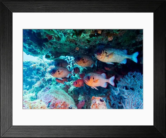 Framed Print : Blacktip soldier fish (Myripristis botche) in the coral reef of Maldives island Framed Print : Blacktip soldier fish (Myripristis botche) in the coral reef of Maldives island