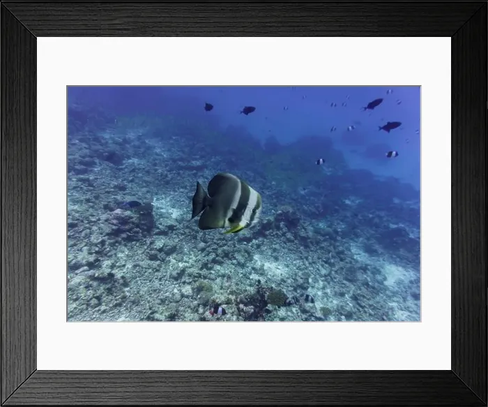 Framed Print : Orbicular batfish (Platax orbicularis) in the coral reef of Maldives island Framed Print : Orbicular batfish (Platax orbicularis) in the coral reef of Maldives island