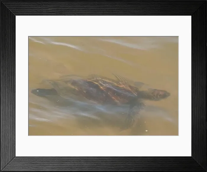 Framed Print : Sea turtle swimming on the edge of a beach in Santa Catarina in Brazil, turtle in the water, Cheloniidae Framed Print : Sea turtle swimming on the edge of a beach in Santa Catarina in Brazil, turtle in the water, Cheloniidae