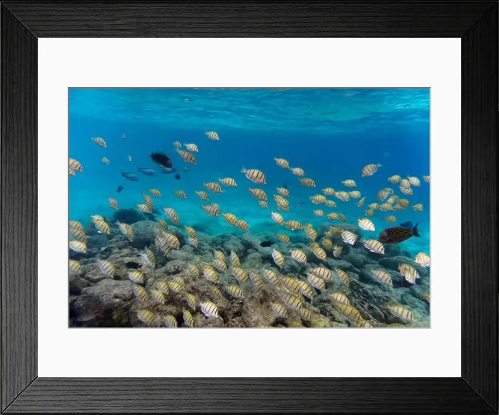Framed Print : Coral Reef and Tropical Fish on Maldives island Framed Print : Coral Reef and Tropical Fish on Maldives island