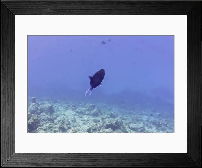 Framed Print : Coral Reef and Tropical Fish on Maldives island Framed Print : Coral Reef and Tropical Fish on Maldives island