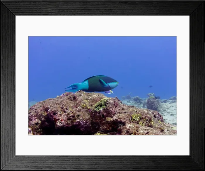 Framed Print : Parrotfish in the coral reef of Maldives island