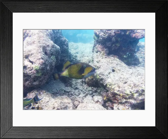 Framed Print : Titan triggerfish, Giant triggerfish Framed Print : Titan triggerfish, Giant triggerfish