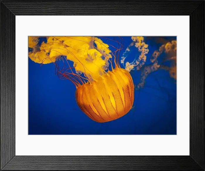Framed Print : The Pacific sea nettle jellyfish with golden tentacles floating in blue waters Framed Print : The Pacific sea nettle jellyfish with golden tentacles floating in blue waters