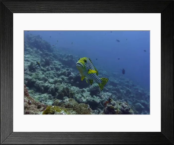 Framed Print : Oriental Sweetlips fish (Plectorhinchus vittatus) in the coral reef of Maldives island Framed Print : Oriental Sweetlips fish (Plectorhinchus vittatus) in the coral reef of Maldives island