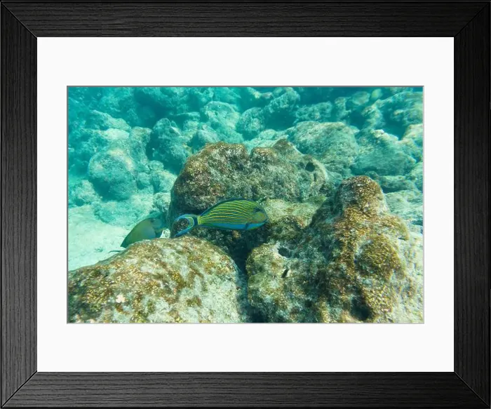 Framed Print : Blue banded surgeonfish (Acanthurus lineatus)