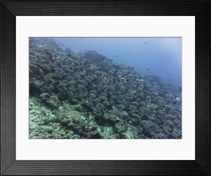 Framed Print : Coral Reef and Tropical Fish on Maldives island Framed Print : Coral Reef and Tropical Fish on Maldives island