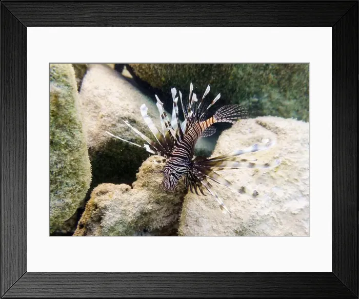 Framed Print : Lionfish (Pterois mombasae). Scorpaenidae - beautiful and dangerous sea fish on Maldives island Framed Print : Lionfish (Pterois mombasae). Scorpaenidae - beautiful and dangerous sea fish on Maldives island